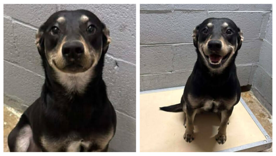 Били Джийн – кученцето, което трогателно се усмихва на всеки, в опит да бъде осиновено