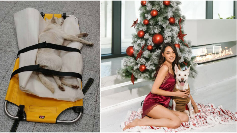 Валерия от „Ергенът“ с разтърсваща история за осакатеното куче Айс (СНИМКИ)