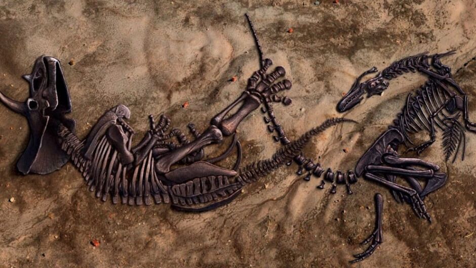 Нанотиранозавър - откриха нов вид динозавър, смятан за млад T-рекс (СНИМКИ)