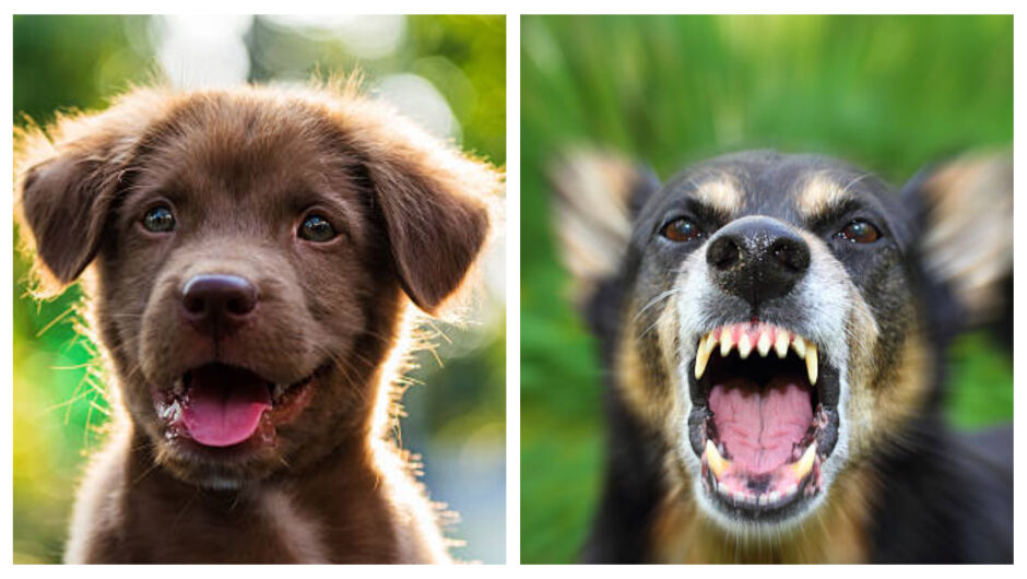 5 впечатляващи филма за кучета, които ще ни накарат да повярваме в доброто. Или ще ни ужасят