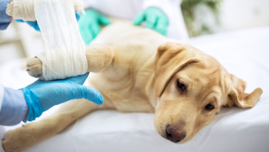 „Влачени, тровени, газени!“ Докога насилието над животни ще остава безнаказано?