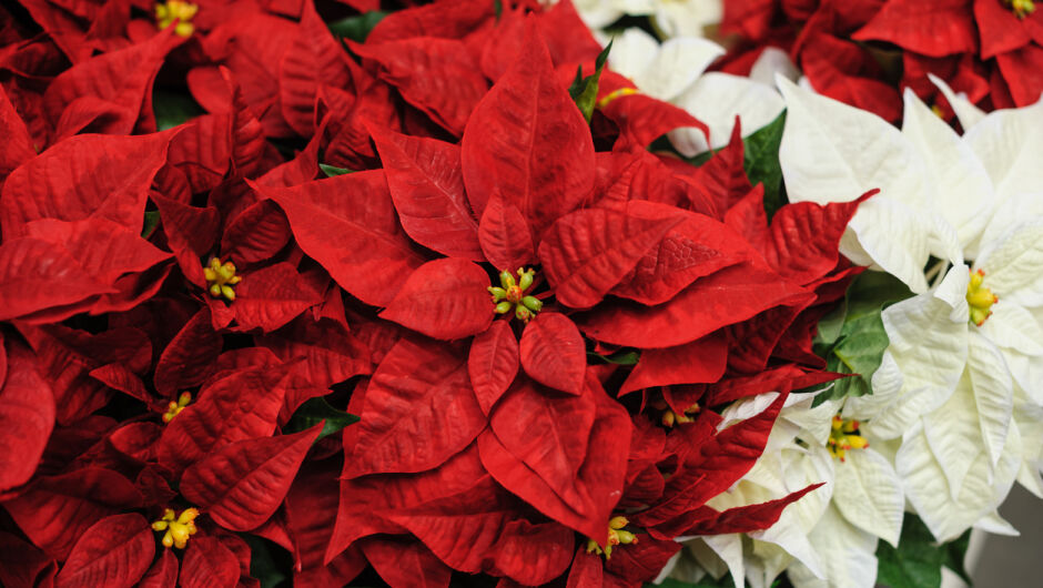 Коледната звезда ще цъфти целогодишно – с тези три прости съвета на експертите