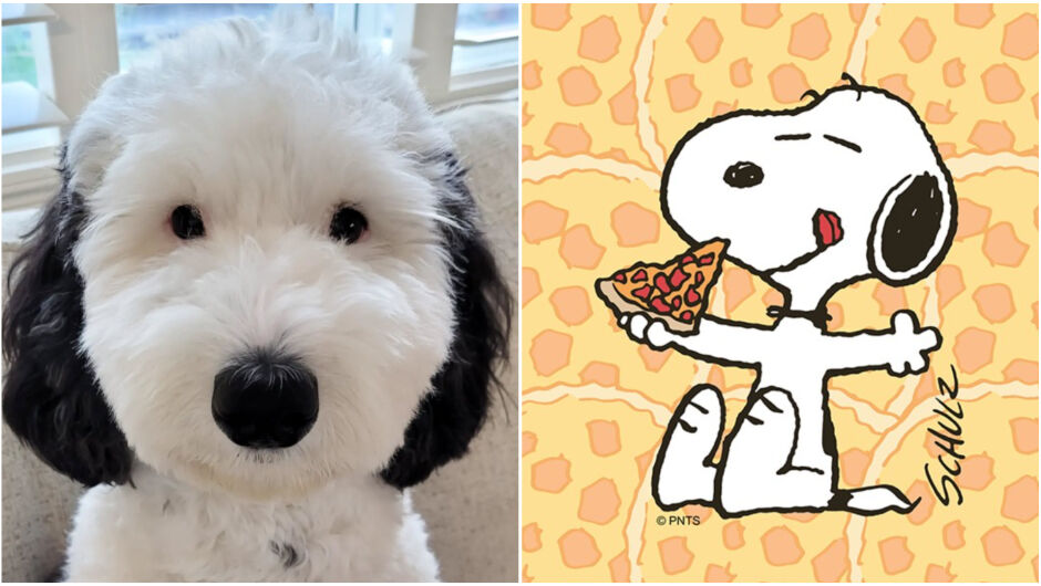 Кученцето - живият двойник на Снупи (СНИМКИ)