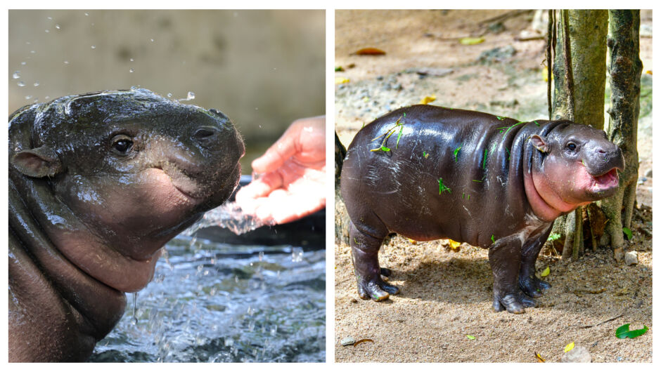 Хана Шърли, най-възрастният хипопотам пигмей, отбеляза рожден ден с цветно парти