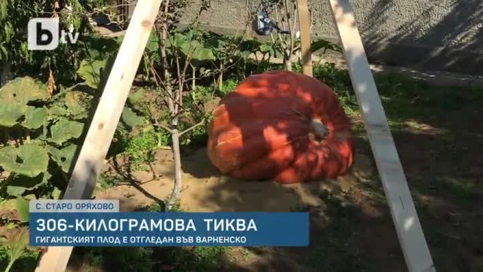 Ето това е тиква! 306 кг чудовище отгледаха в село край морето (ВИДЕО)