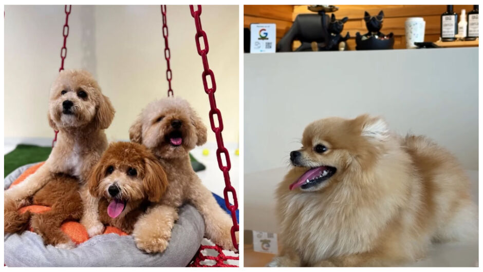 Кучета и котки с график като инфлуенсъри - само в Дубай! (СНИМКИ)