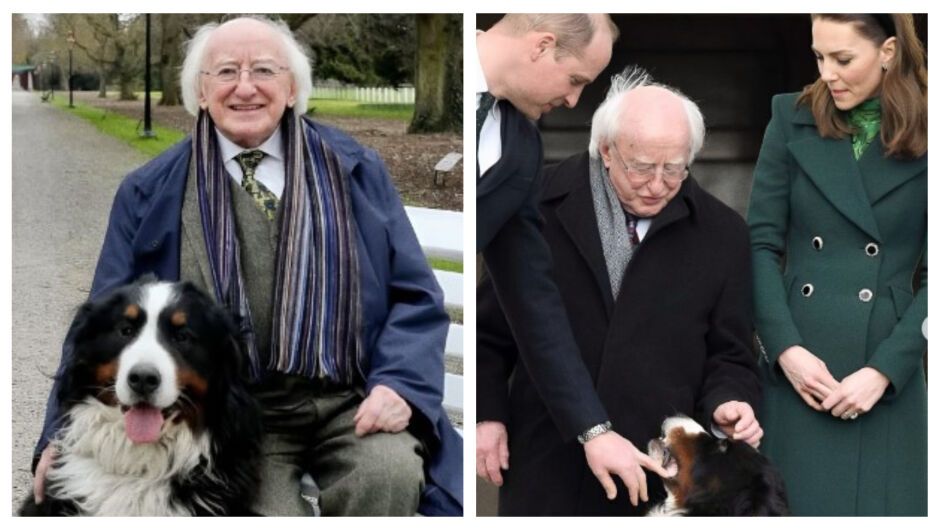 Кой президент на Ирландия никога не се разделя с кучетата си (СНИМКИ+ВИДЕО)