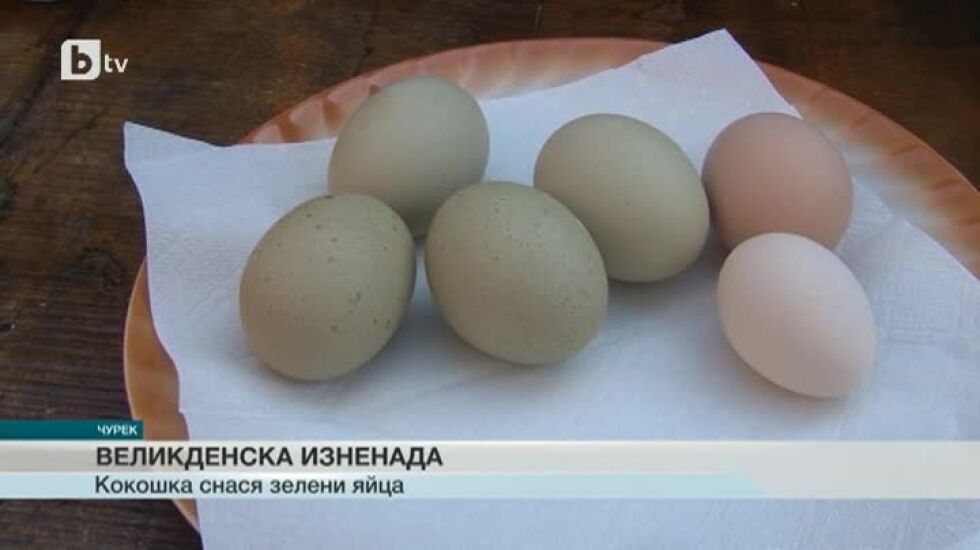 Кокошка от село Чурек снася зелени яйца (ВИДЕО)