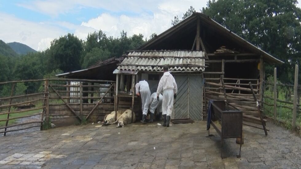 Огнище на чума по домашните животни в село Кости