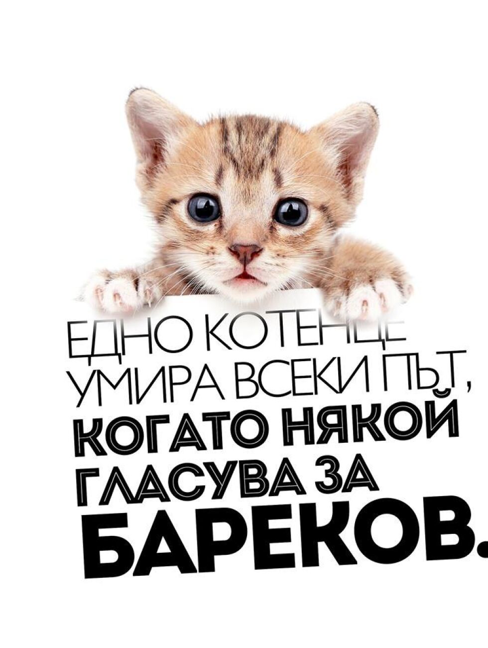 Котенце агитира срещу Бареков преди евровота