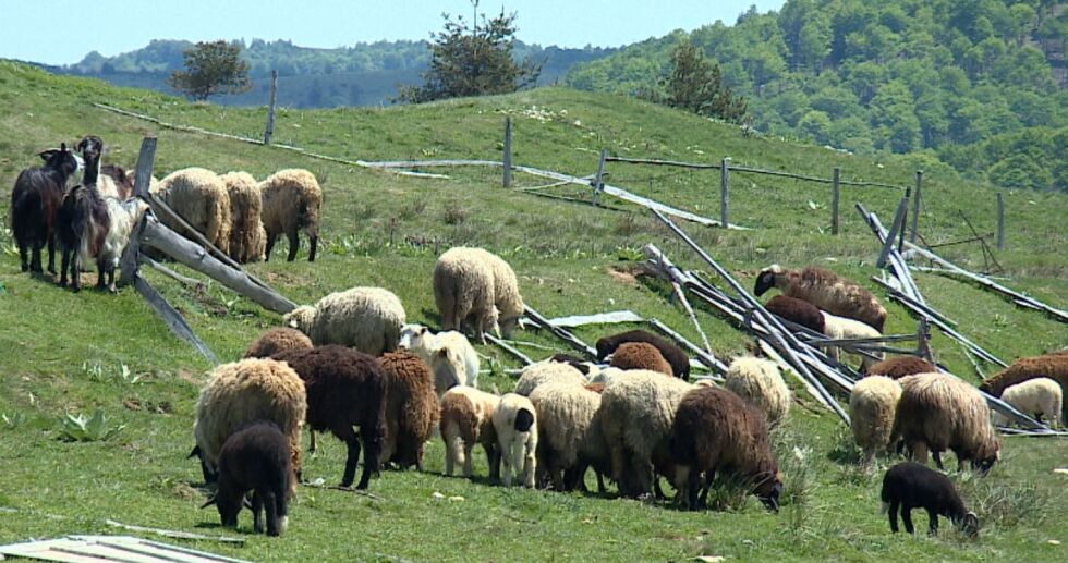 Отлагат планираната за днес евтаназия на животни