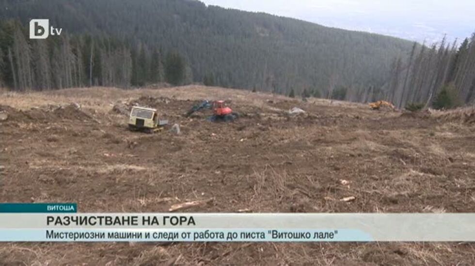 Спор между екоорганизации за изсечени дървета на Витоша