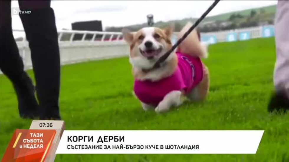 Корги Дерби