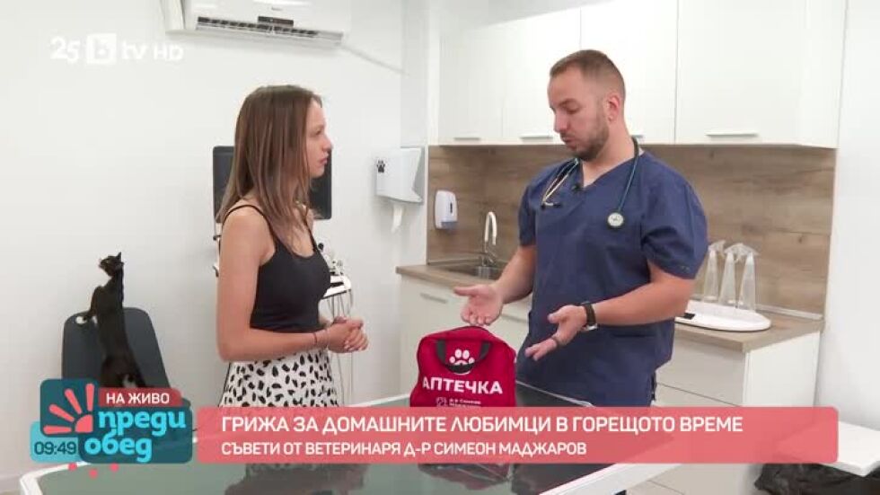 Как да се грижим за домашните любимци в горещото време?