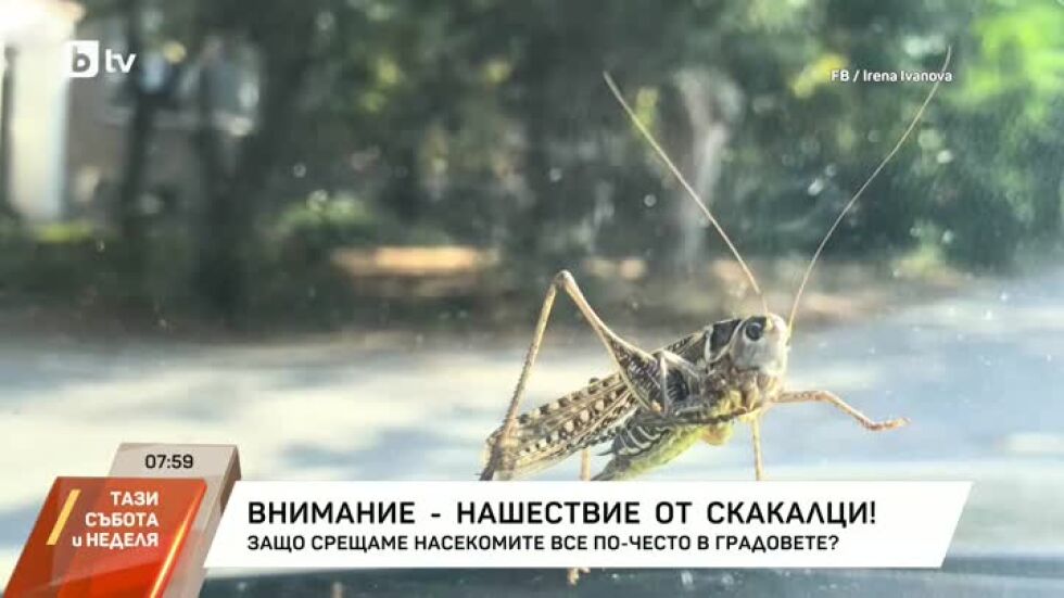 Нашествие на скакалци! Защо срещаме насекомите все по-често в градовете?