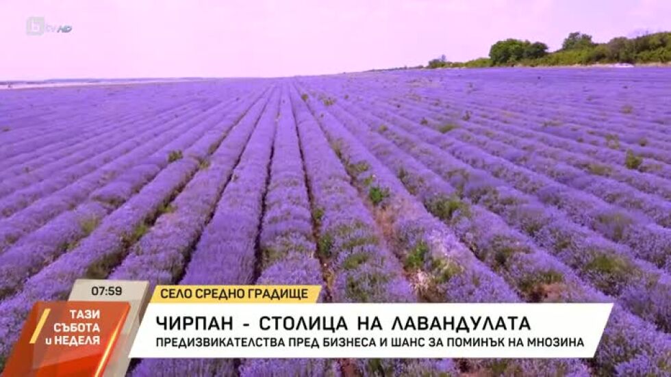 Чирпан - столица на лавандулата