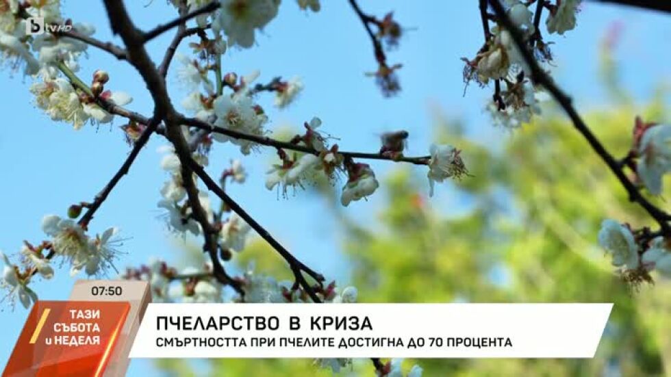 Пчеларство в криза